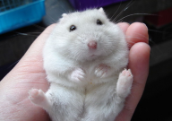 倉鼠從高處摔下來怎么辦（會怎么樣）